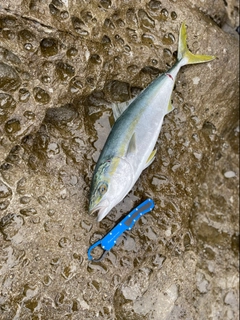 ハマチの釣果