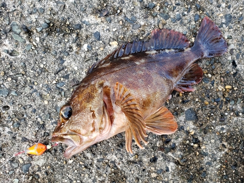 カサゴの釣果