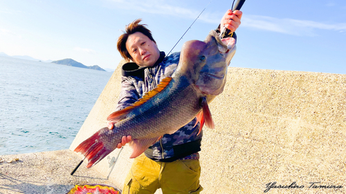 コブダイの釣果