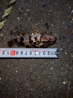 タケノコメバルの釣果