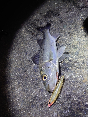 セイゴ（タイリクスズキ）の釣果