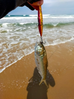 コノシロの釣果