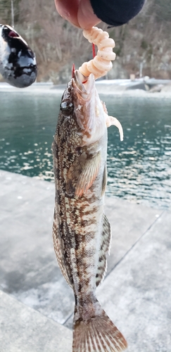 アイナメの釣果