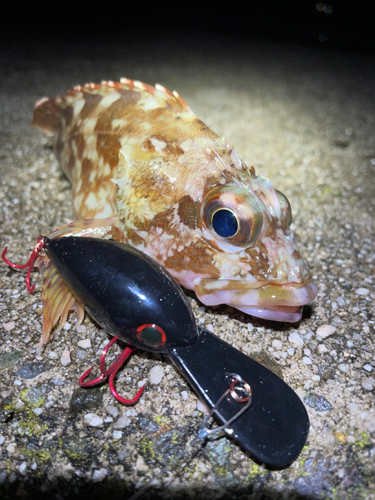 カサゴの釣果