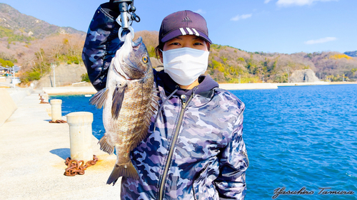 チヌの釣果