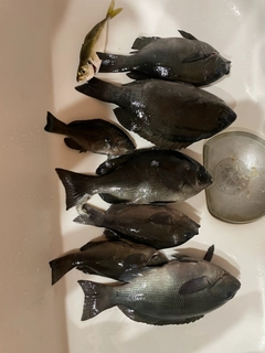メジナの釣果