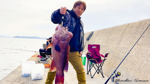 コブダイの釣果