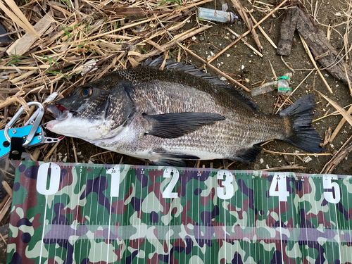 クロダイの釣果