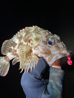 カサゴの釣果