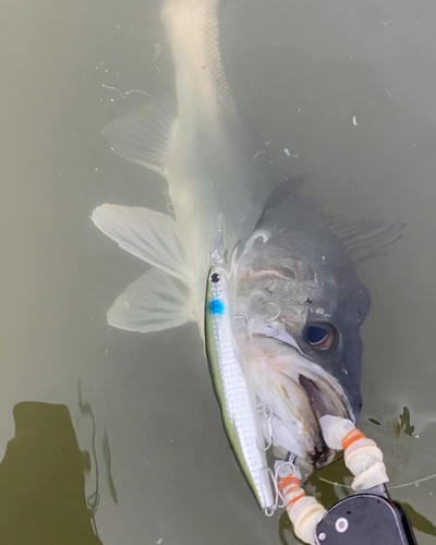 スズキの釣果