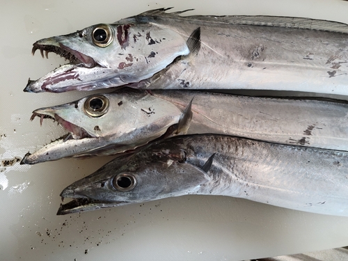 タチウオの釣果