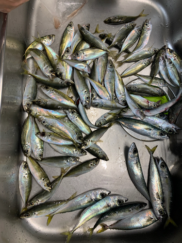 アジの釣果