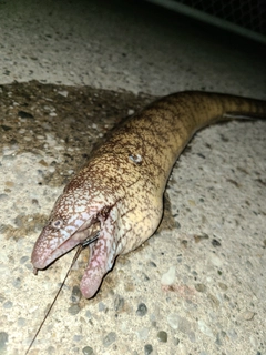 ウツボの釣果