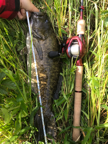 スモールマウスバスの釣果