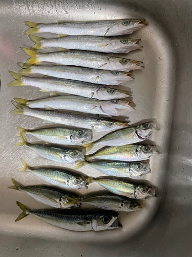 カマスの釣果