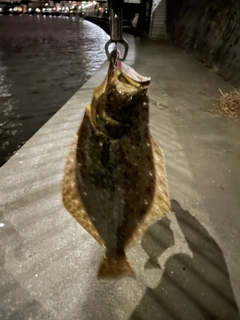 ヒラメの釣果