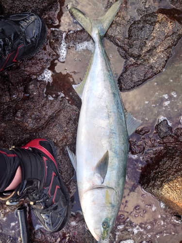 ヤズの釣果