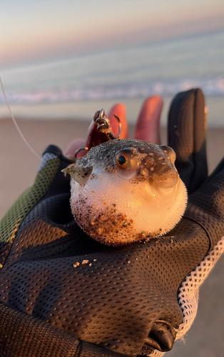 クサフグの釣果