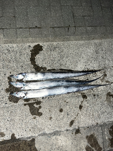 タチウオの釣果