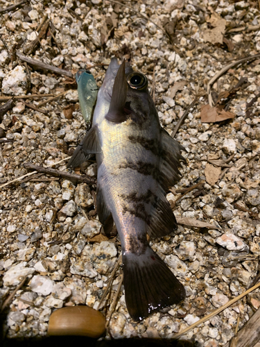 シロメバルの釣果