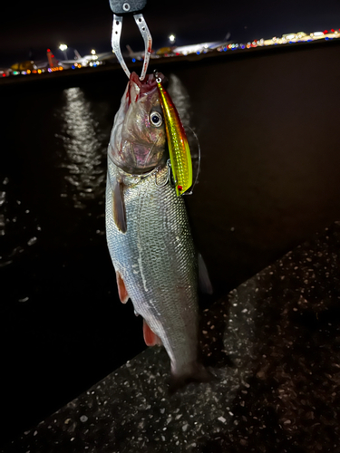 マルタウグイの釣果