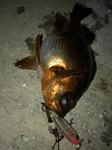 メバルの釣果