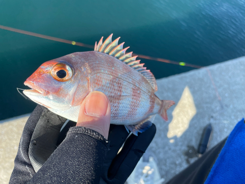 マダイの釣果