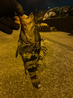 タケノコメバルの釣果