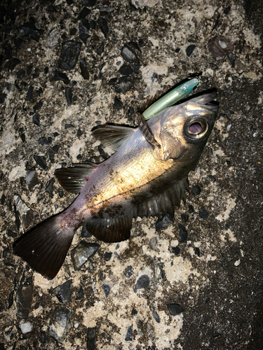 シロメバルの釣果