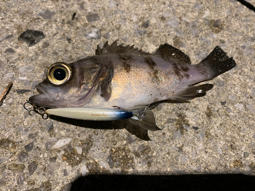 シロメバルの釣果