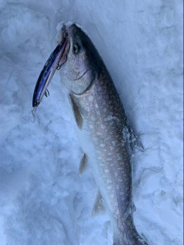 アメマスの釣果