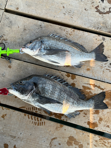 クロダイの釣果