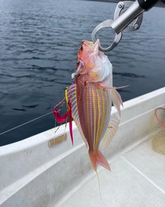 イトヨリダイの釣果