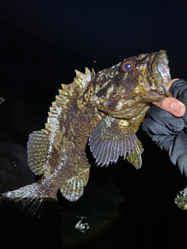 ムラソイの釣果