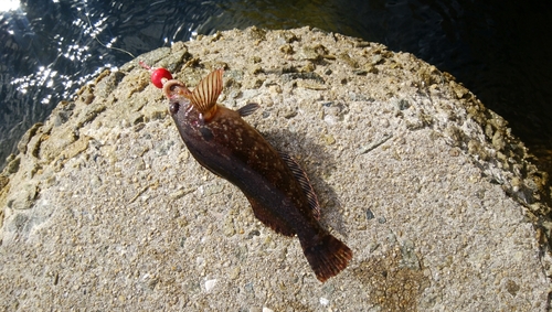 クジメの釣果