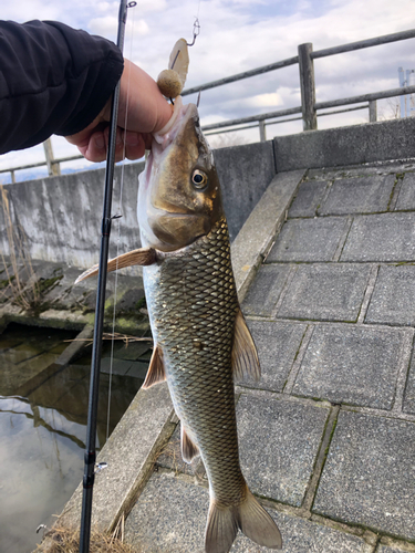 ニゴイの釣果