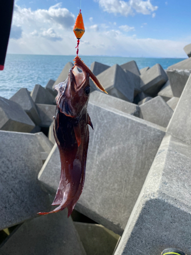 ドンコの釣果