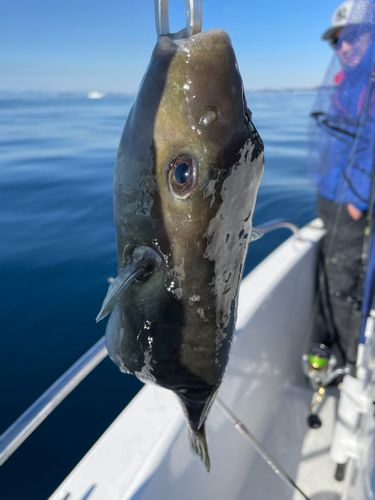 ヨリトフグの釣果