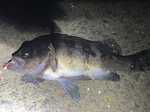 メバルの釣果