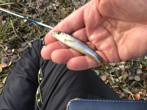 カワムツの釣果