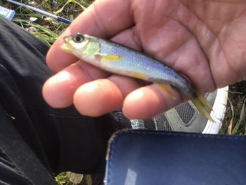 カワムツの釣果