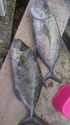 ナンヨウカイワリの釣果