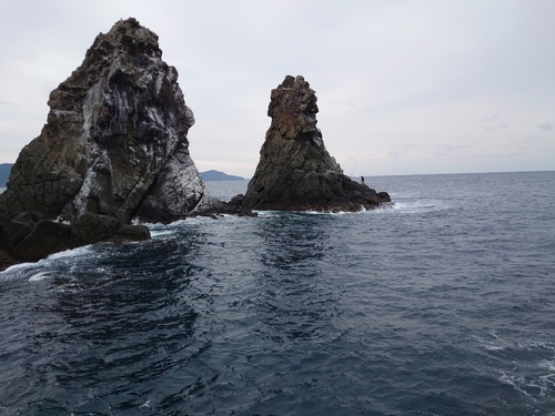 メジナの釣果