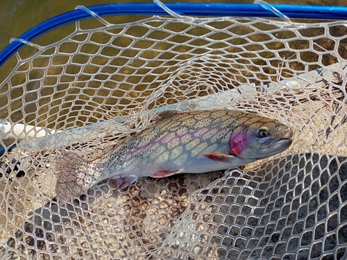 レインボートラウトの釣果