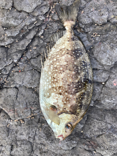 アイゴの釣果