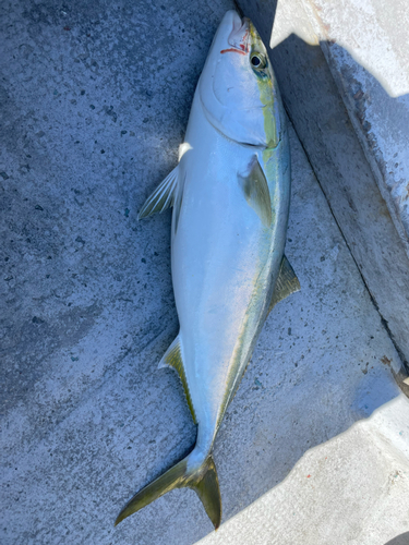 ワラサの釣果