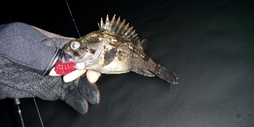 クロソイの釣果