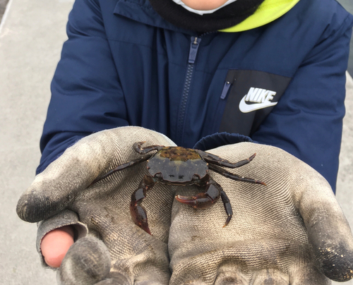 カニの釣果