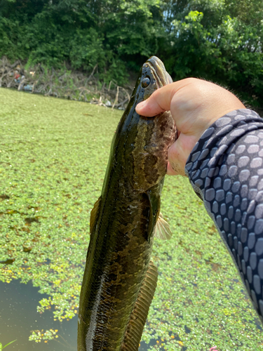 ライギョの釣果