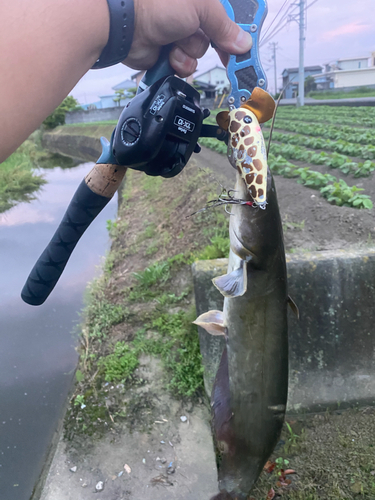 ナマズの釣果